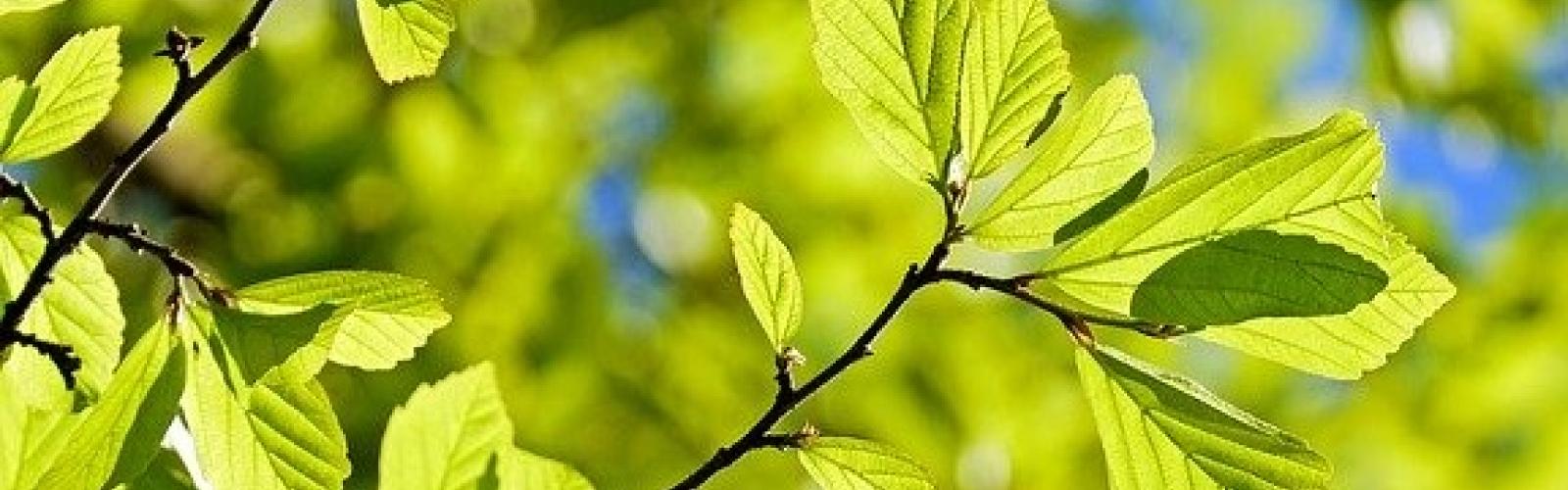 EMS laat de bomen staan